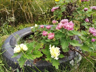 旧轮胎里绽放的多彩花卉