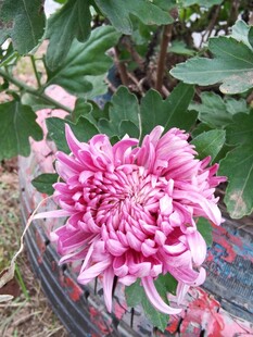 娇艳绽放的粉色菊花