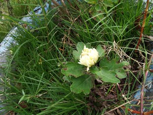 草丛中的白色小花