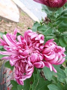 艳丽绽放的粉色菊花