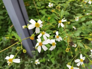 草丛中的白色小花