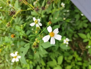 野外白色小花绽放