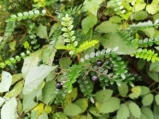 翠绿繁茂的植物景观