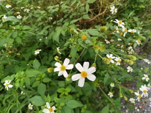 路边绽放的清新小雏菊