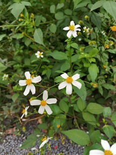 白色小花绽放于绿叶间