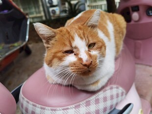 橘猫惬意趴坐粉色物件上