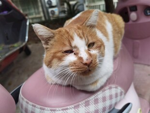 橘白猫咪惬意趴坐