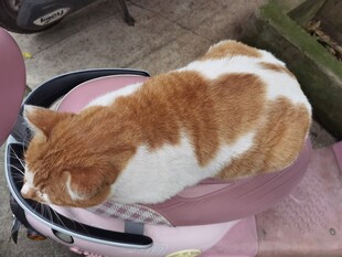 猫咪惬意躺卧粉色容器中