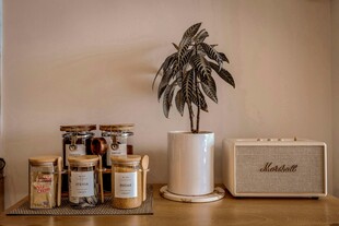 室内绿植与瓶罐摆件组合