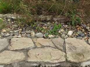 石板小径旁的自然景致