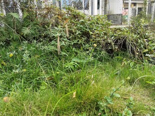 庭院角落的繁茂绿植