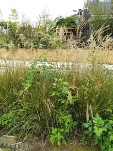 户外自然绿植景观