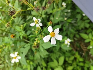 野外绽放的白色小花