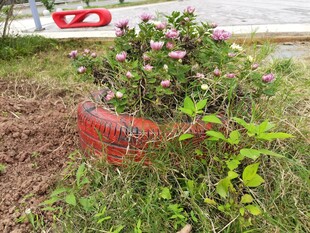 废弃花盆中的绿植景观