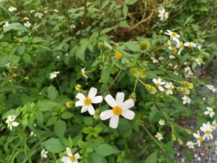 路边绽放的清新小白花