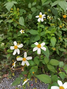 白色小花绽放于绿叶间