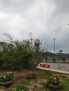 暴风雨后的路边绿植景象