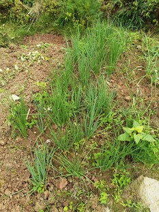 田间葱郁绿植生机盎然