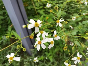 草丛中的白色小花