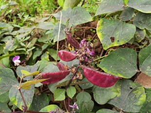 艳丽红秋海棠特写