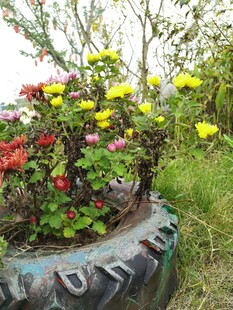 轮胎花盆里的多彩花卉