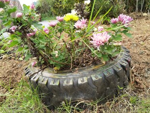 旧轮胎变身美丽花盆
