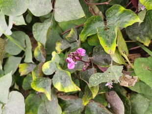 绿叶丛中的娇艳紫花