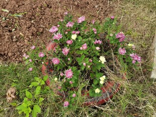 花丛中的多彩花卉