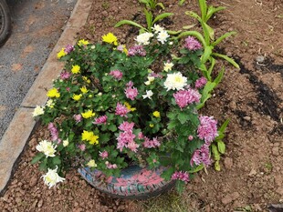 多彩盆栽花卉装点庭院