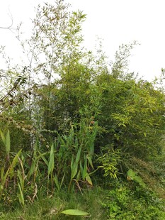 野外繁茂绿植景观