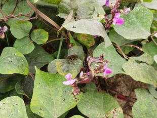 绿叶间的紫色小花