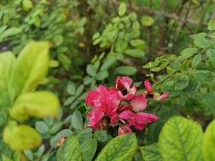 绿叶丛中娇艳红蔷薇