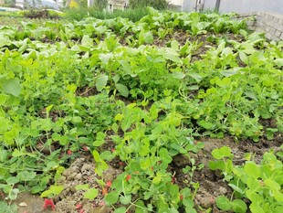 生机勃勃的菜园景象