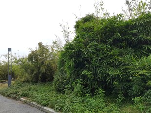 路边繁茂绿植景观