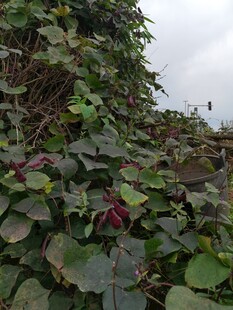 藤蔓覆盖的石墙景观