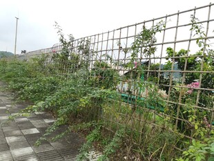 围栏旁繁茂的绿植景象