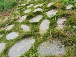 长满青苔的石板小径