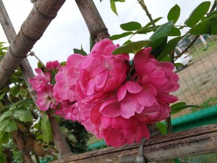 娇艳盛开的粉色蔷薇花