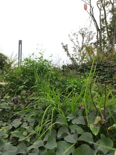 户外繁茂绿植景观