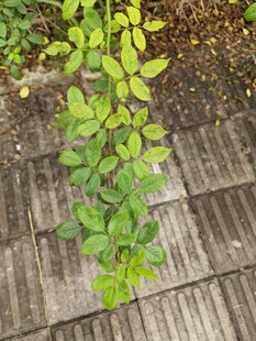 木板上生长的嫩绿植物