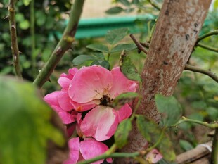 娇艳绽放的粉色蔷薇花