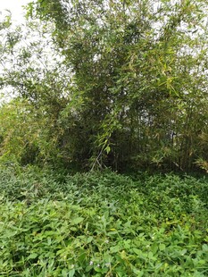 繁茂绿植构成的自然景致