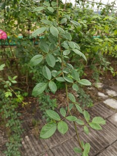 绿叶繁茂的庭院植物景观