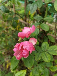 娇艳绽放的两朵粉色玫瑰