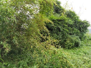 野外繁茂绿植景观