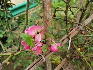 枝头绽放的娇艳粉色花朵