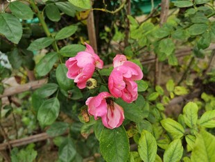 娇艳绽放的粉色花卉