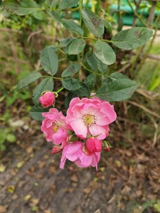 娇艳绽放的粉色蔷薇花