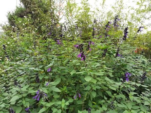 繁茂紫色花丛绿意盎然