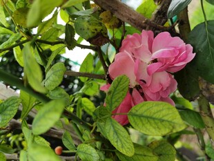 娇艳盛开的粉色花卉